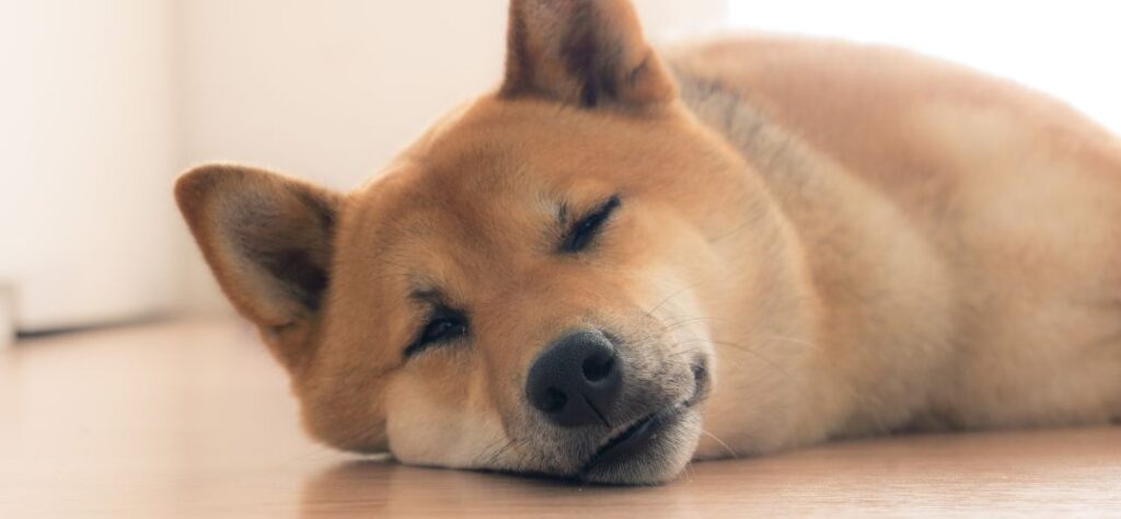 How Many Hours Does A Shiba Inu Sleep