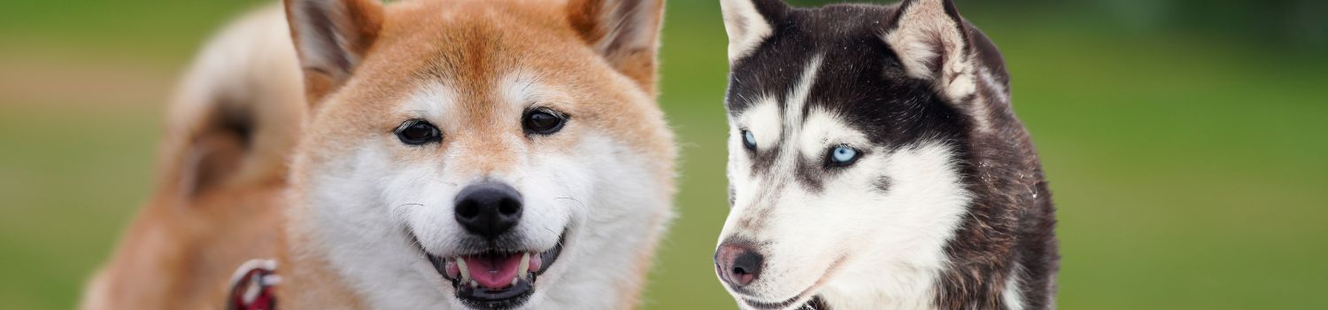 Is A Shiba Inu A Husky? - DogShibainu