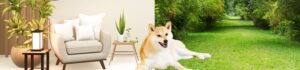 Are Shiba Inus inside or outside dogs