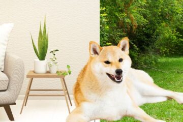 Are Shiba Inus inside or outside dogs