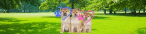 Are male or female Shibas better