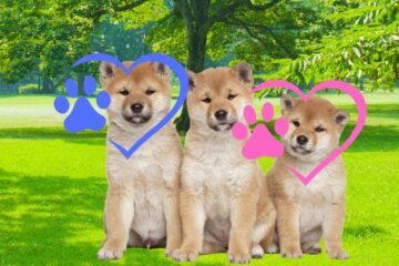 Are male or female Shibas better