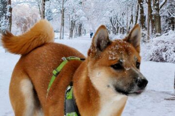 Do Shibas like the cold