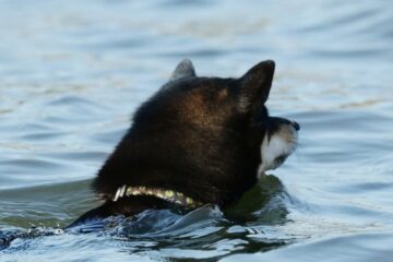 Do Shibas like water?