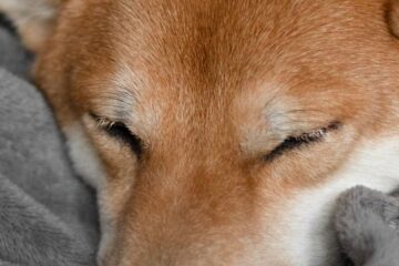 Do Shibas sleep a lot