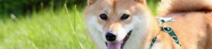 Does Shiba Inus shed a lot