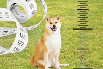 How big do Shiba get