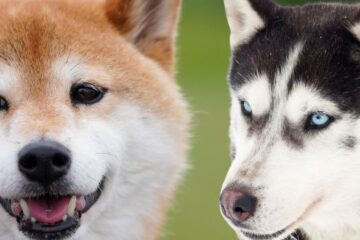 Is A Shiba Inu A Husky