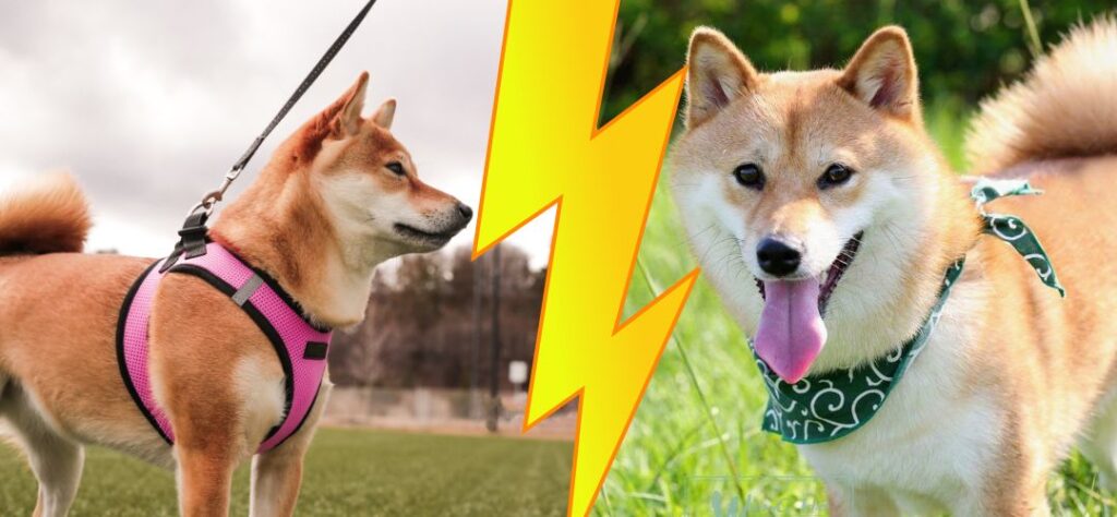 Is it better to get a male or female Shiba Inu?