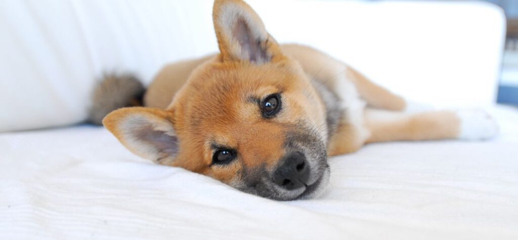 Do Shibas like to be left alone?