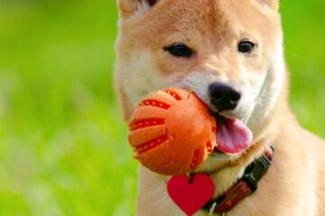 How do I keep my Shiba Inu entertained