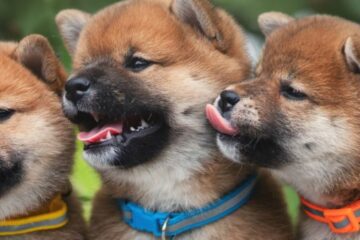 Is a Shiba A Good first pet