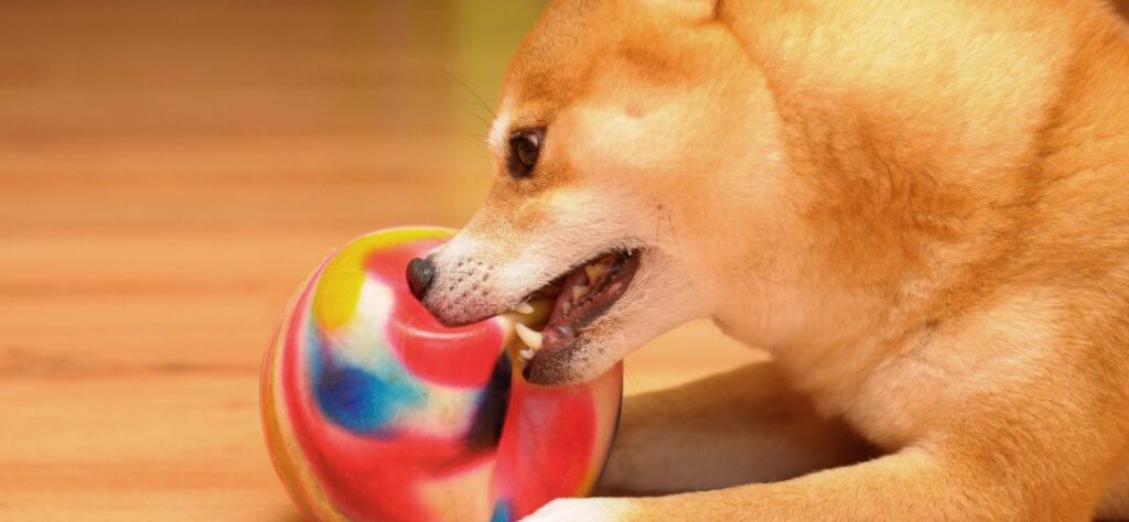 What do Shiba Inus like to play with?