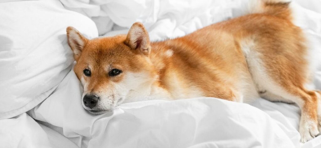 What does it mean if your dog hides under the bed?