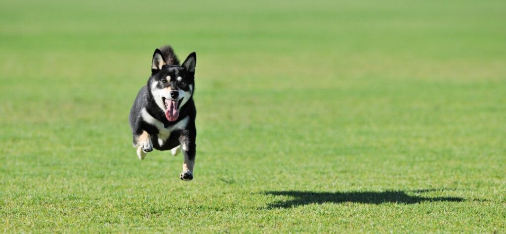 Will Shiba Inu protect you?