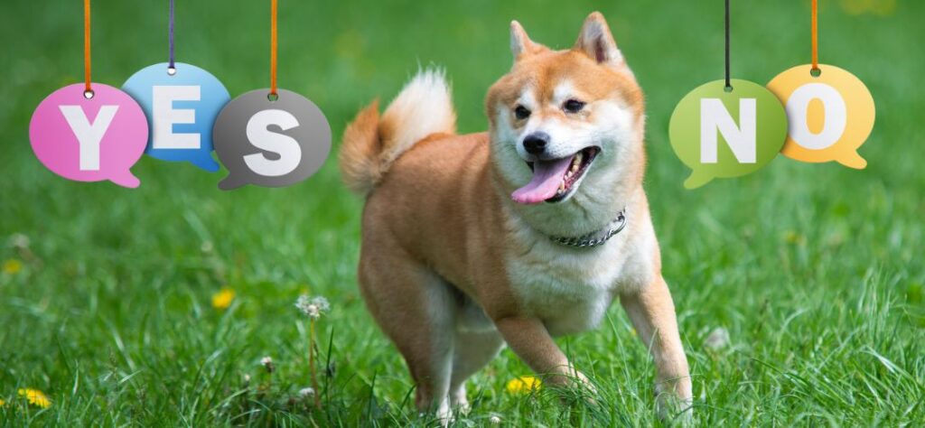 What are the pros of having a Shiba Inu?