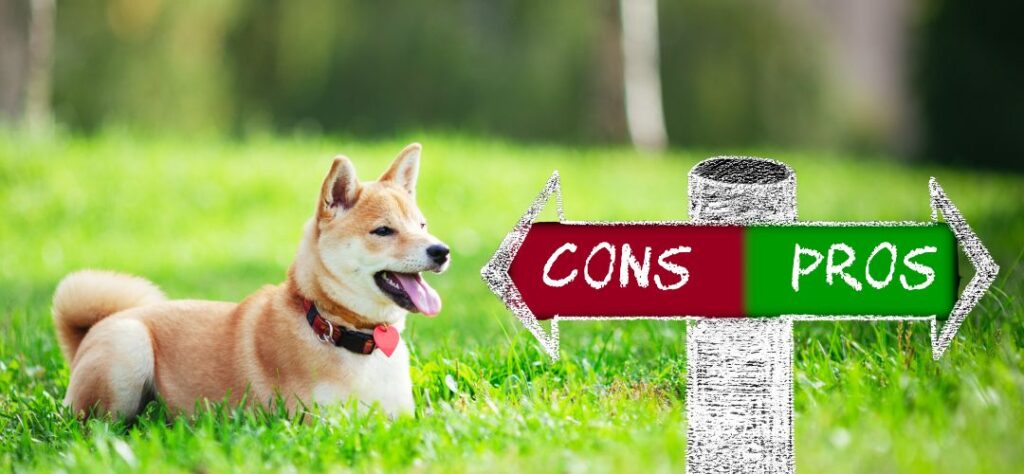 What is the disadvantage of Shiba Inu?