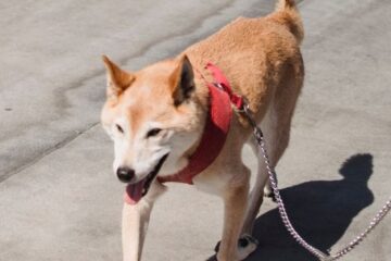 Shiba Inu Leash Training