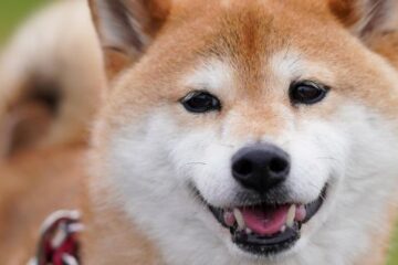 Shiba Inu temperament traits