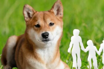 adopting a shiba inu