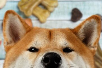 shiba inu puppy diet and nutrition